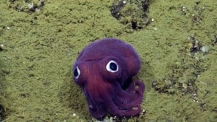 Une mini pieuvre violette fait craquer le monde scientifique et les internautes !