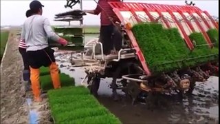 New technology for rice cultivation