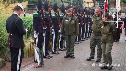 Un pingouin décoré par la garde royale Norvégienne devant l'armée