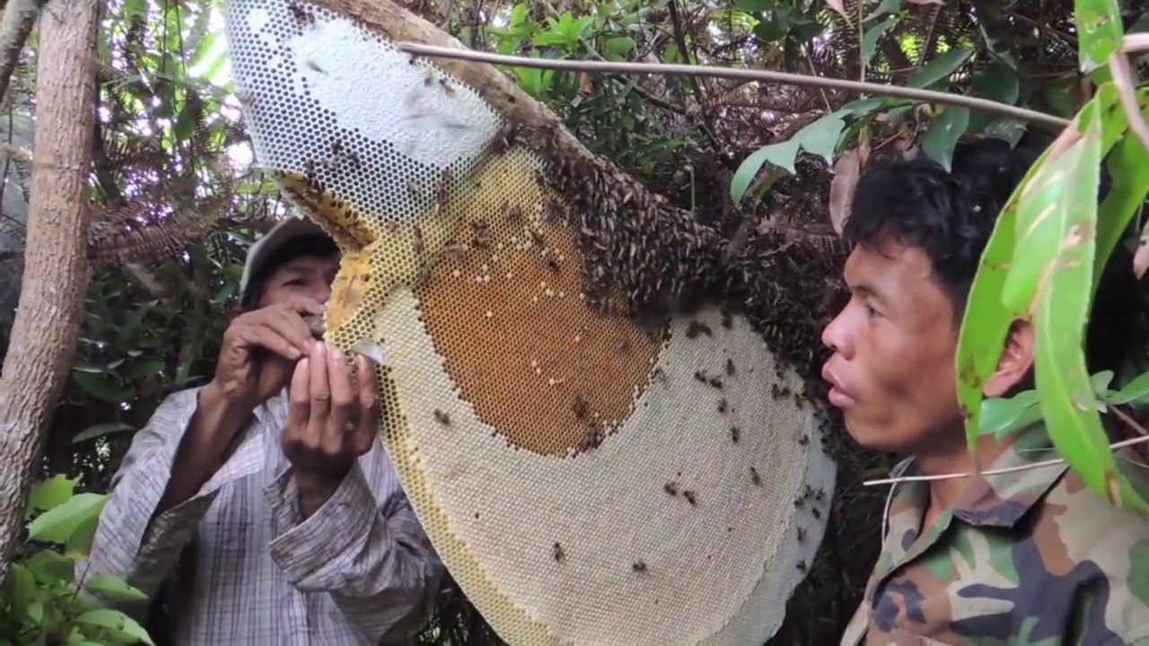 Ils récoltent le miel d'un nid d'abeilles géant sur un arbre !