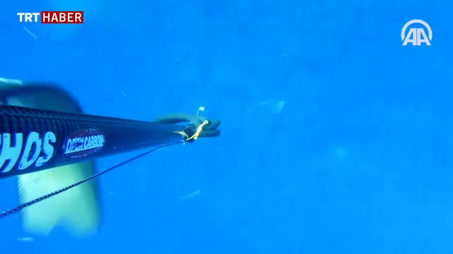 Zıpkınla 130 kiloluk orkinos avladı