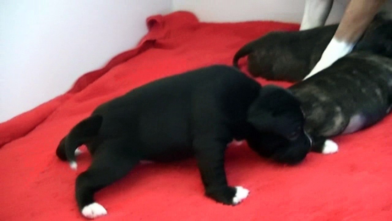 40ème vidéo  Chiot n°4 de la 25ème portée de STAFFORDLAND