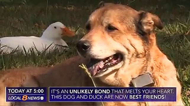 Déprimé après le décès de son amie, ce chien a retrouvé le moral auprès d'un compagnon inattendu...