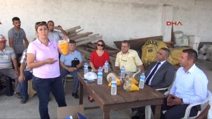 Osmaniye Narenciye Bahçelerine Sinek Tuzakları