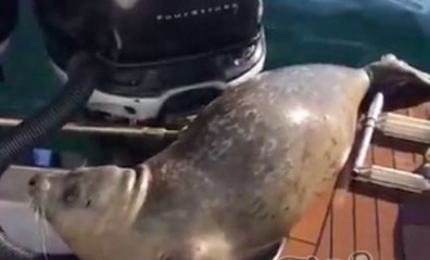 Un phoque se sauve de ses prédateurs en sautant dans un bateau !
