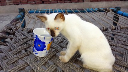 Beautiful Cat Eyes and funny video