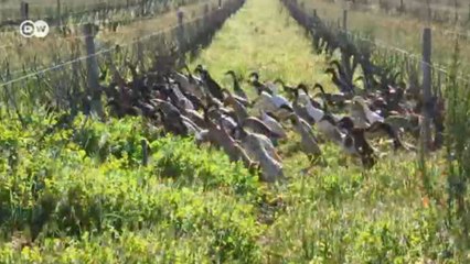 Утки за работой (23.08.2016)