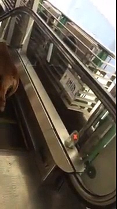 Comment se comporte en chien en haut d'un escalier mécanique ?