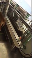 Comment se comporte en chien en haut d'un escalier mécanique ?