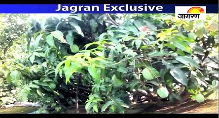 सेब की पैदावार वाले इलाके में भी उगा दिए आम