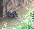 Un enfant chute dans l'enclos d'un gorille au zoo de Cincinnati (États-Unis)