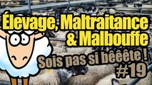 ÉLEVAGE, MALTRAITANCE & MALBOUFFE - Sois pas si bêêête #19