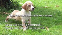 Chiots Geox des Trois Baronnies - Imago du Bois de la Hulaine