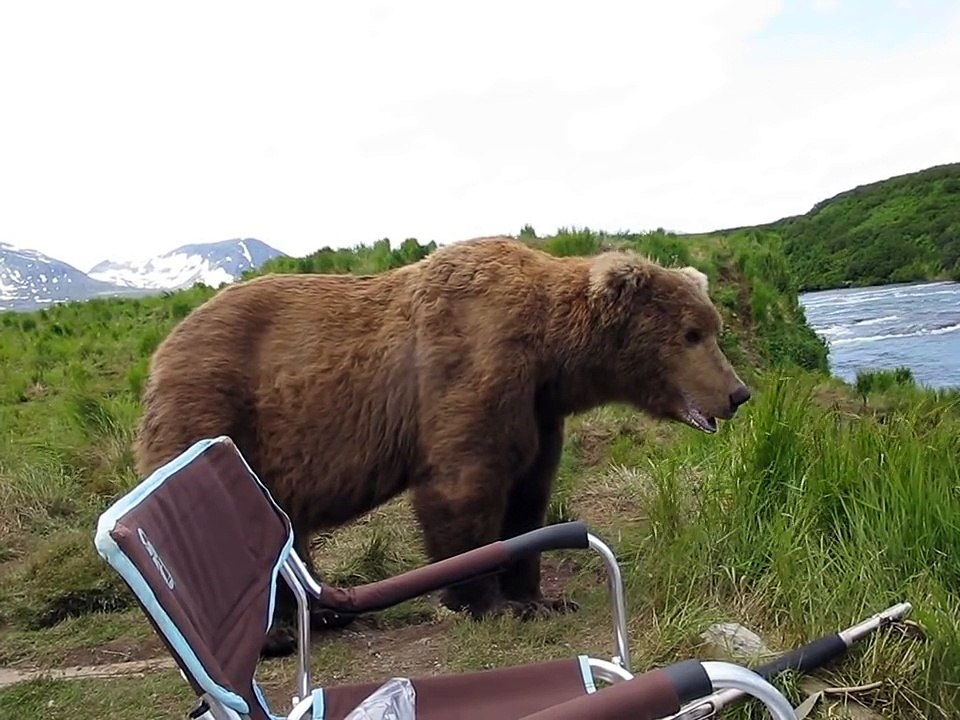 Un ours s'approche d'un homme et se couche à côté de lui !