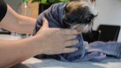 DSC_0002 le sechage du chiot