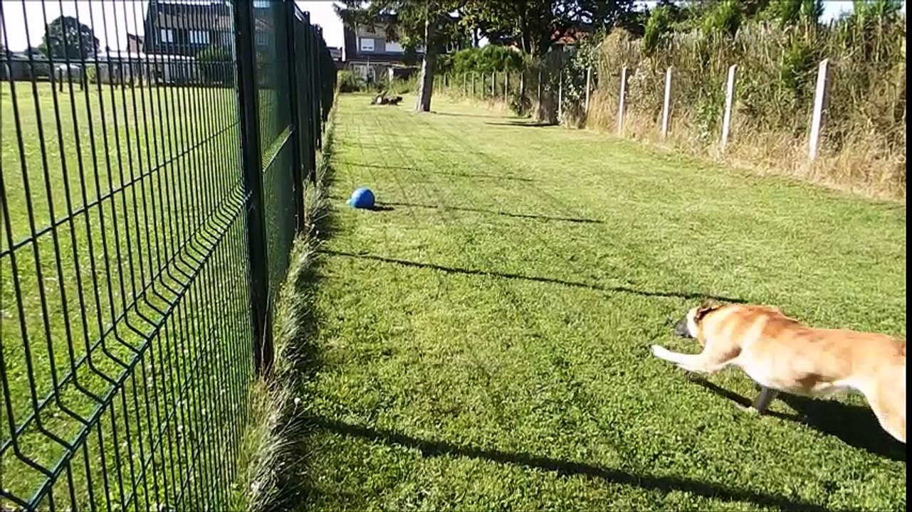 Lucifer du Lac de Naxos avec sa Boomer