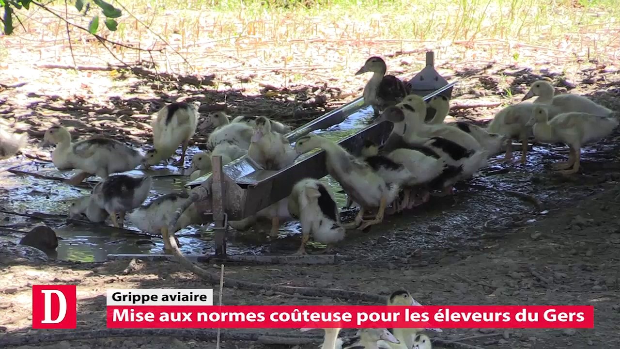 Le retour des canards dans le Gers, une mise aux normes coûteuse pour les éleveurs