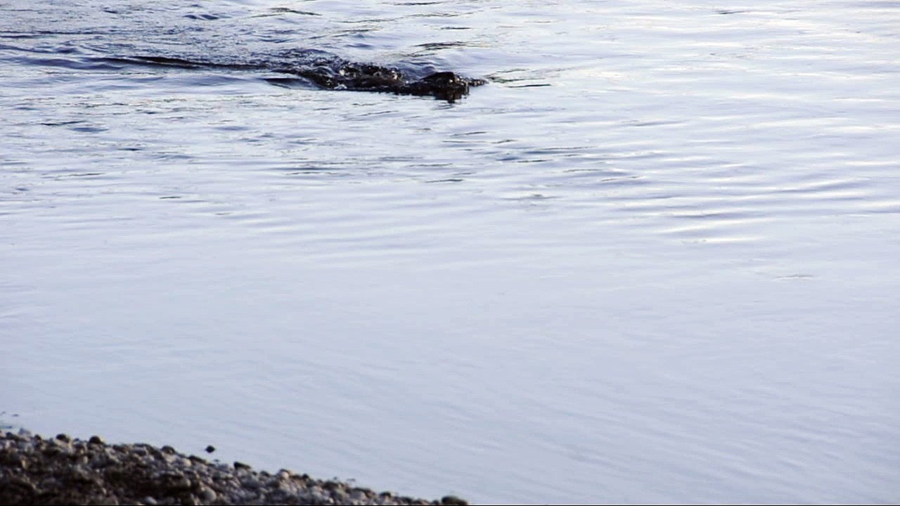 Castor sur le Doubs
