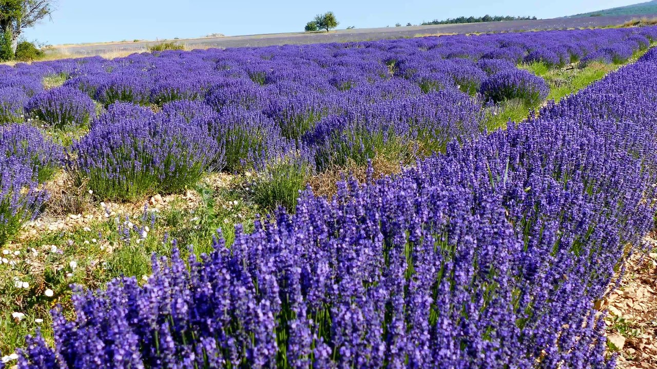 Couleurs lavande en Drôme provençale
