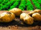 15 Mind-Blowing Potato Facts