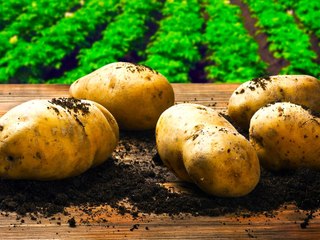 15 Mind-Blowing Potato Facts