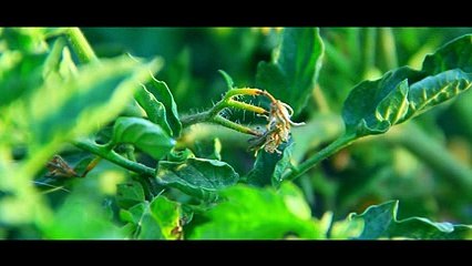 Как бороться с томатной молью?