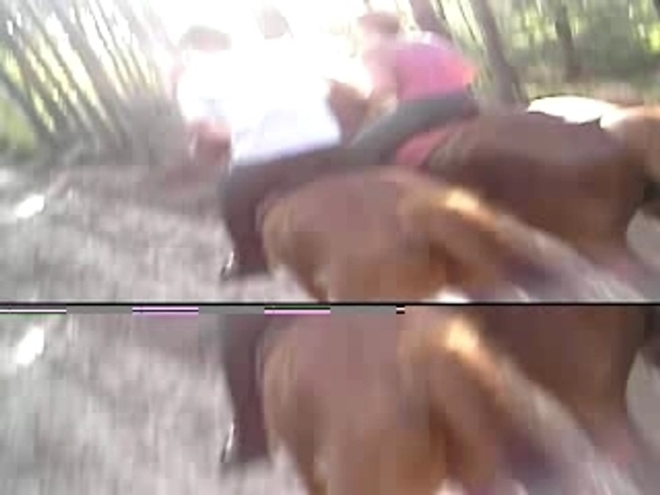 Galop foret d'angervilliers