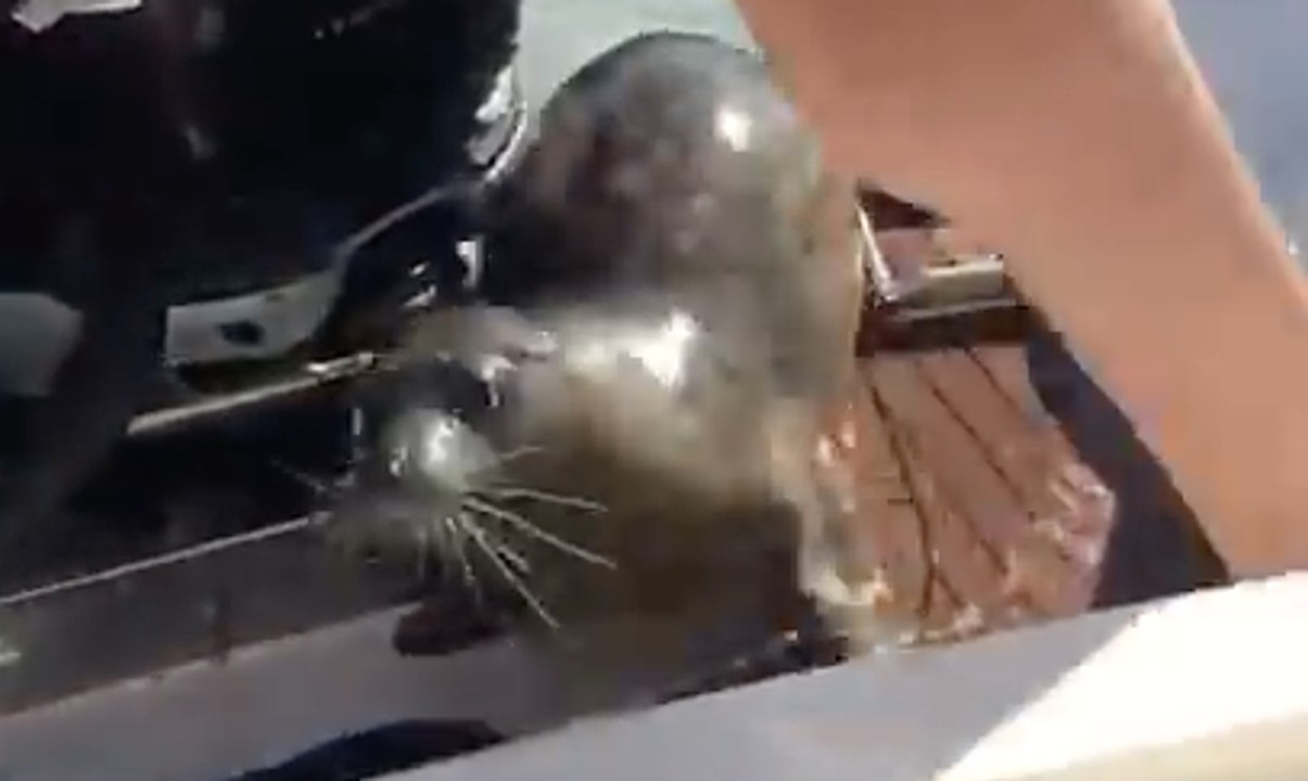 Seal Scrambles Onto Boat to Avoid Orcas on the Hunt
