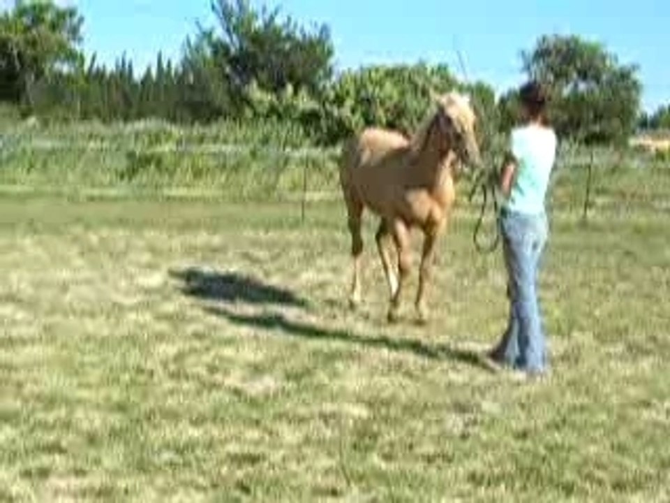 Chassé + n'importe quoi