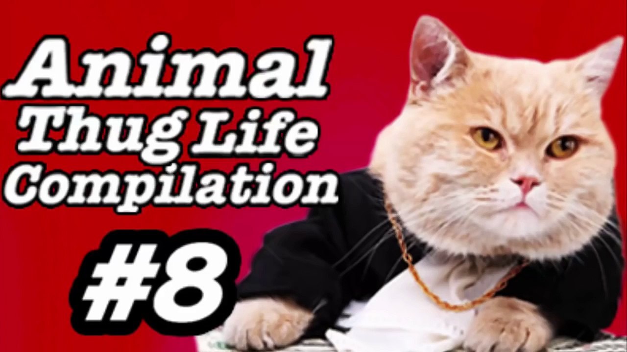 Animal Thug Life Compilation 8