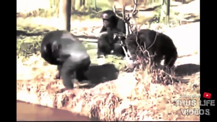 Animal Thug Life Compilation #7