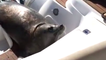 Little Seal Climbs On Boat To Escape KILLER WHALES