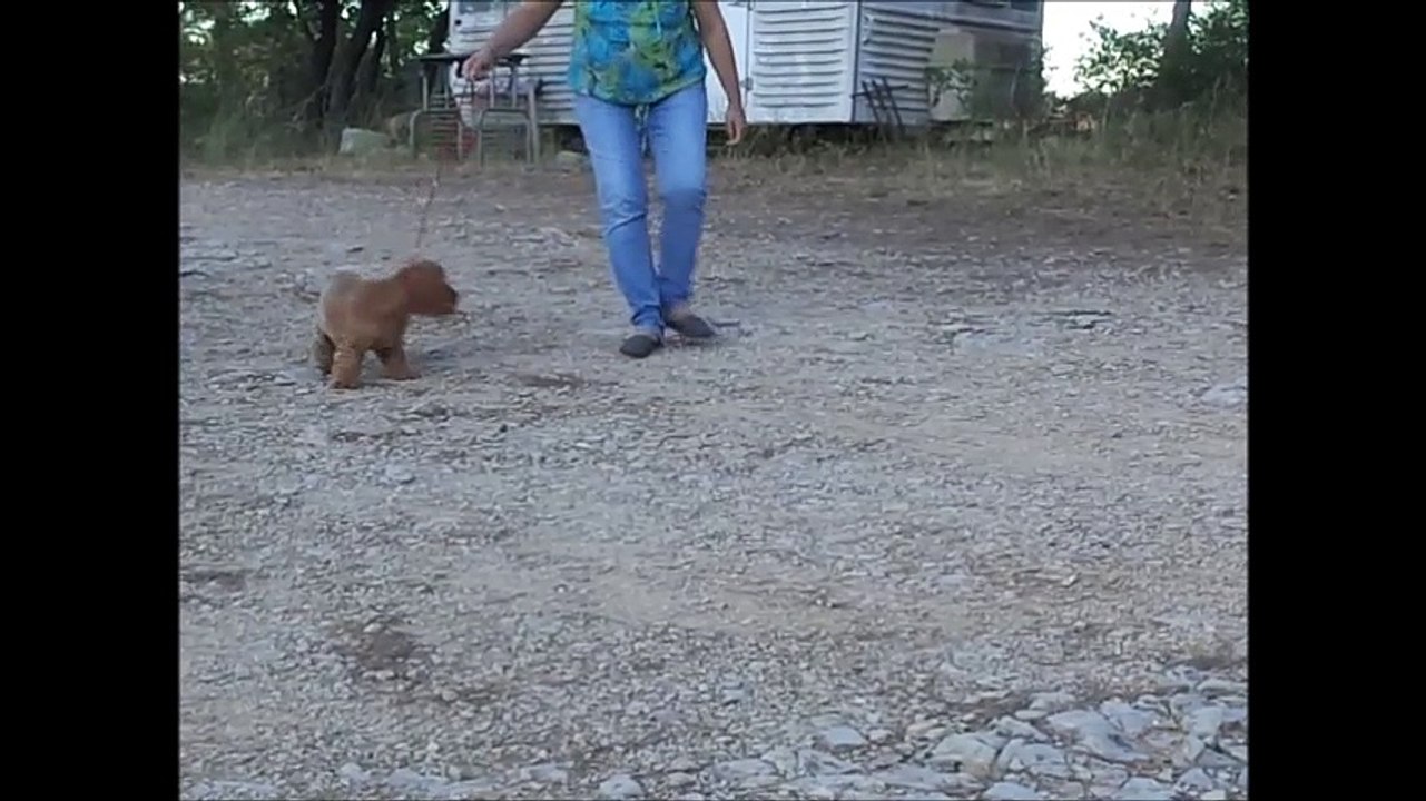 Dream training et séance brosage 1