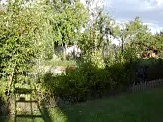 salto japonnais gnarba