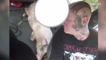 Pig Rescued By Man Peeing in the Woods