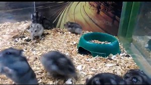 cute hamster so so nice i love hamster