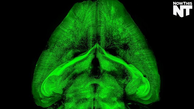 Scientists Are Studying Transparent Rodents