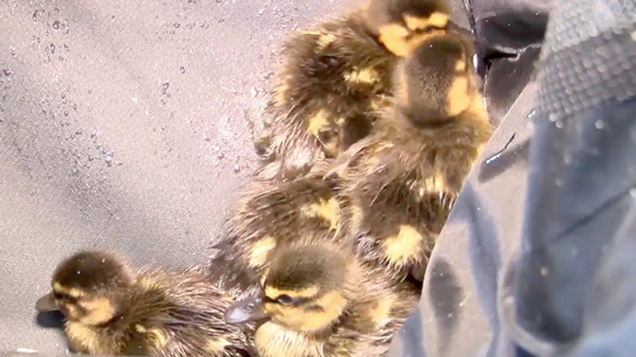 Tiny Ducklings Saved From Ugly Storm Drain