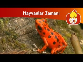 Hayvanlar zamanı - Rakun ve kurbağa, Luli TV