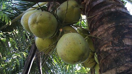 coconut tree - coconut is diet food