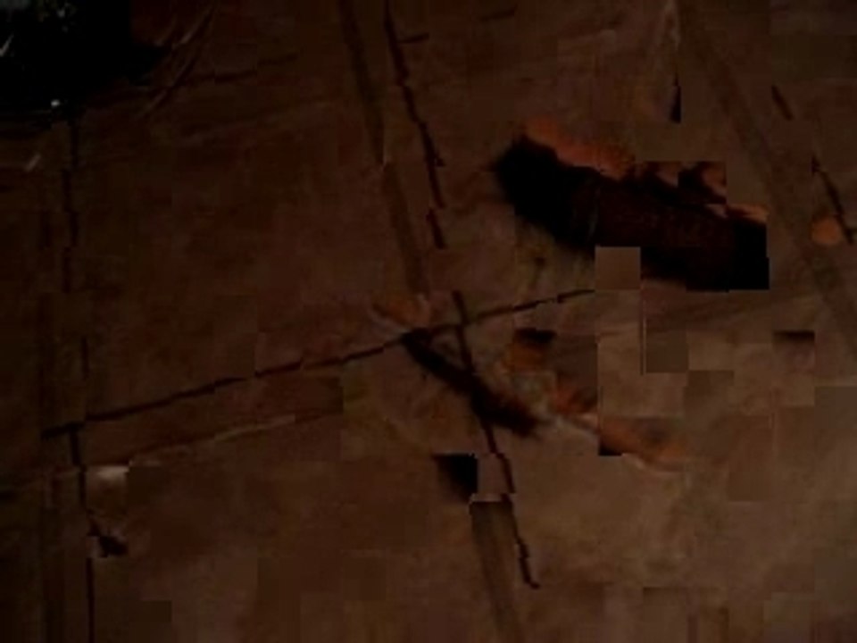 Scolopendre de la Réunion