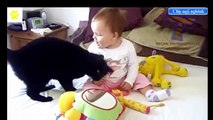 Comedy dogs and cats - babies and pets.