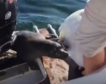 Lucky Escape for Seal After Being Hunted by Orcas (Compilation)