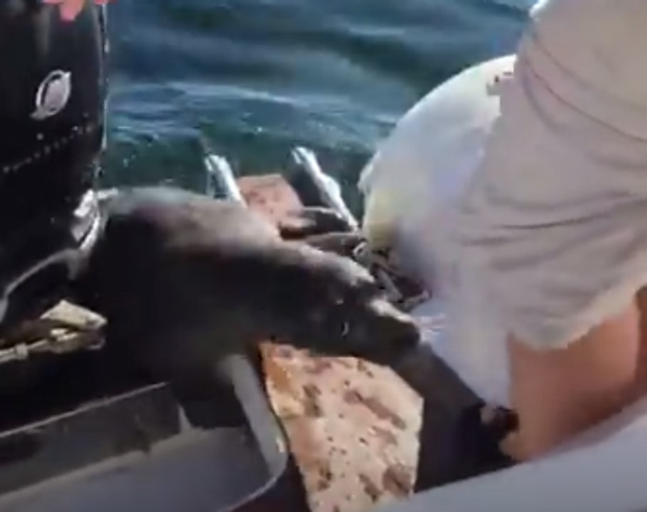 Lucky Escape for Seal After Being Hunted by Orcas (Compilation)
