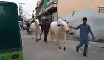 beautiful cow 2016 for bakra Eid metro mandi islamabad