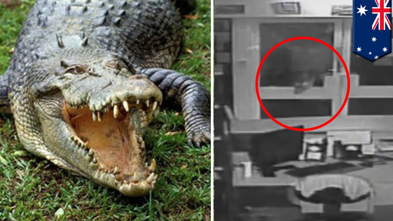 Video shows crocodiles released at school as half-naked Aussie men ransack the place - TomoNews