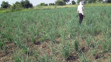 Aromatic Grass Cultivation