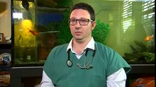 Ce médecin réussit à enlever la tumeur au cerveau d'un petit poisson rouge