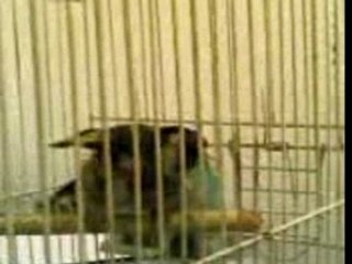 Chardonneret de kasserine tunisie