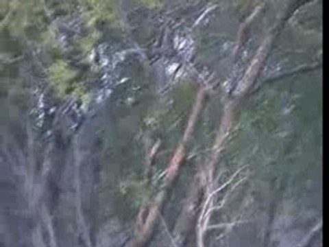 Safari kruger parc : les lions